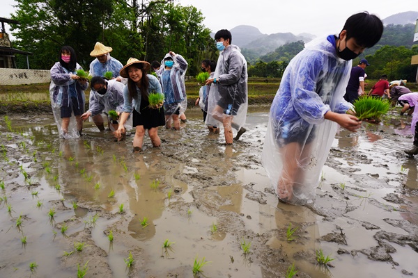 插秧同樂